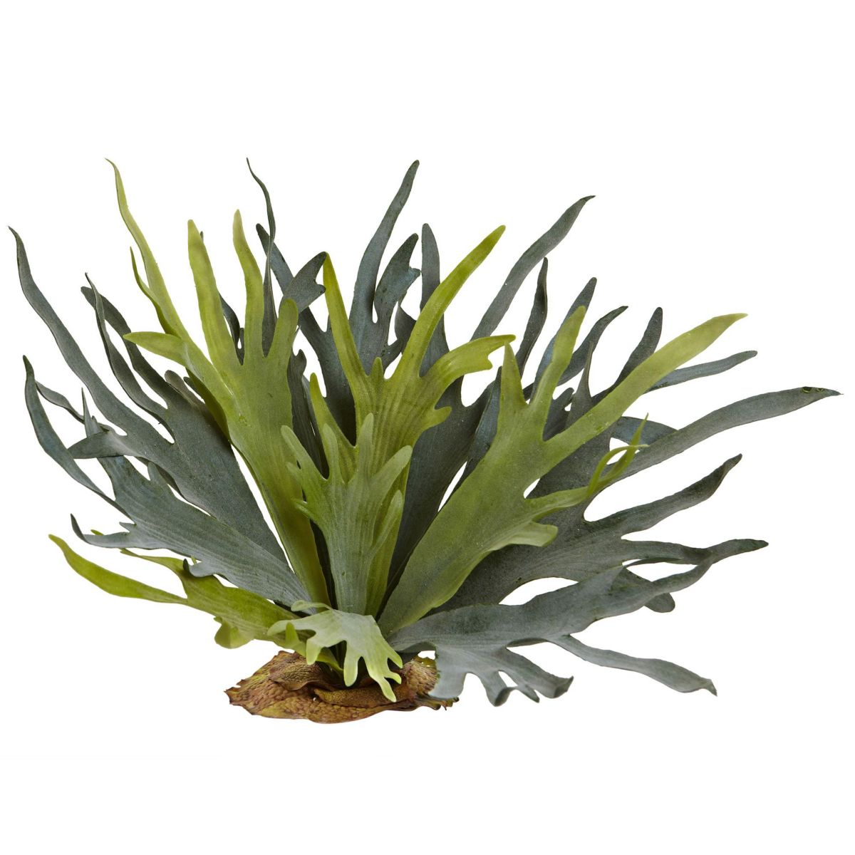 21-Inch Staghorn Fern (Set of 2)