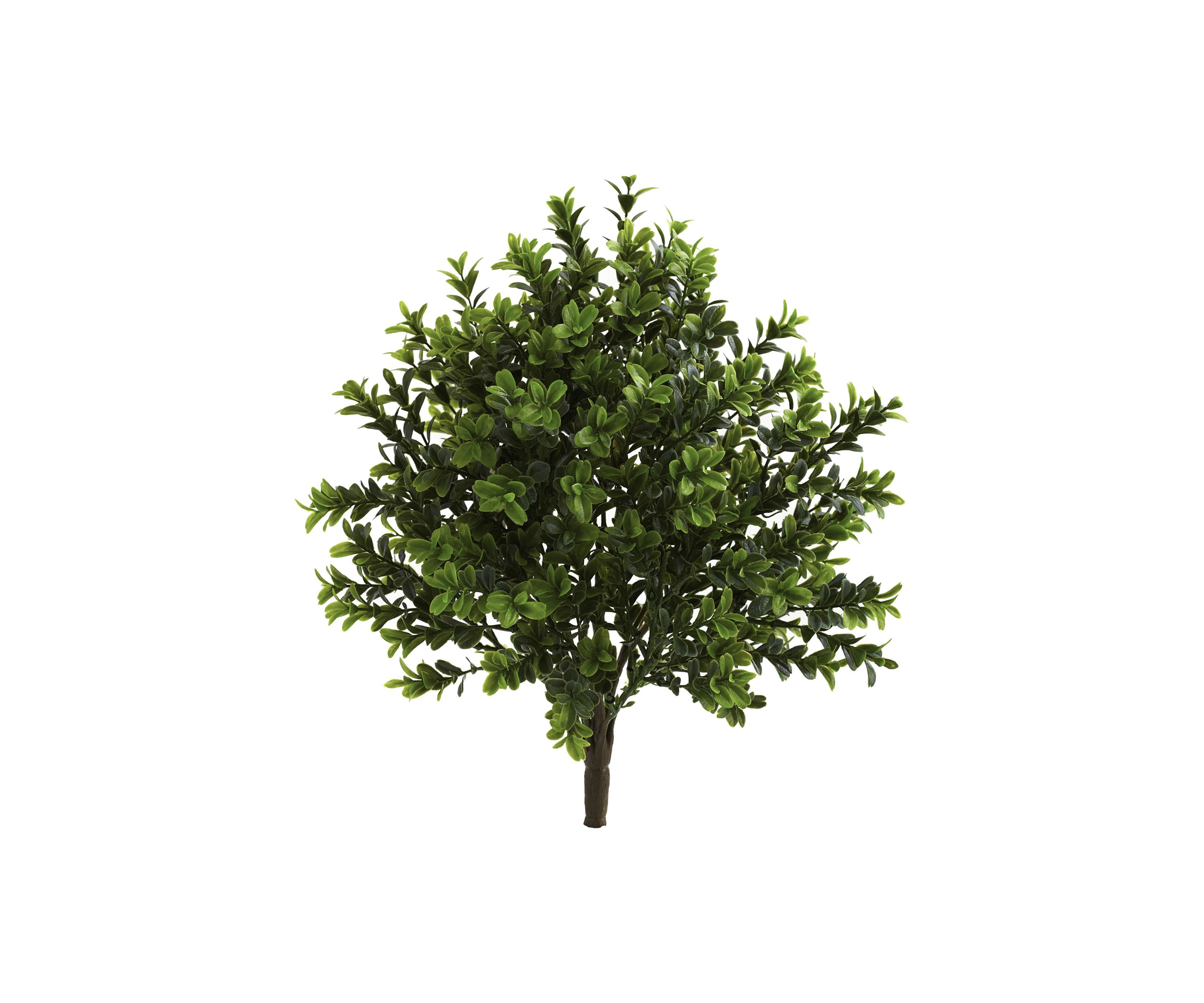 Sweet Grass Bush Indoor/Outdoor - Set of 6
