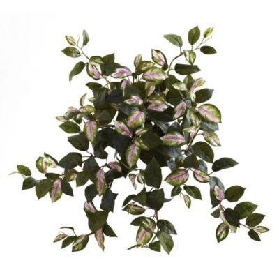 21-Inch Hoya Hanging Bush (Set of 4)