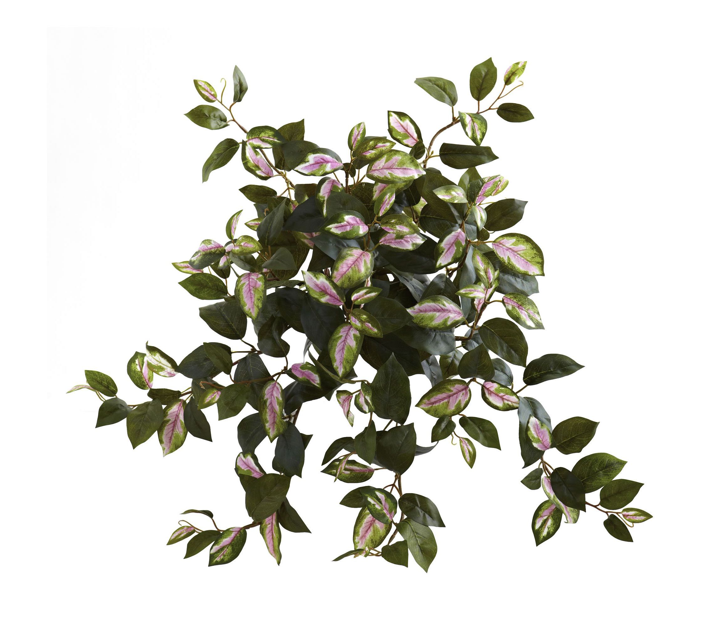 21-Inch Hoya Hanging Bush (Set of 4)