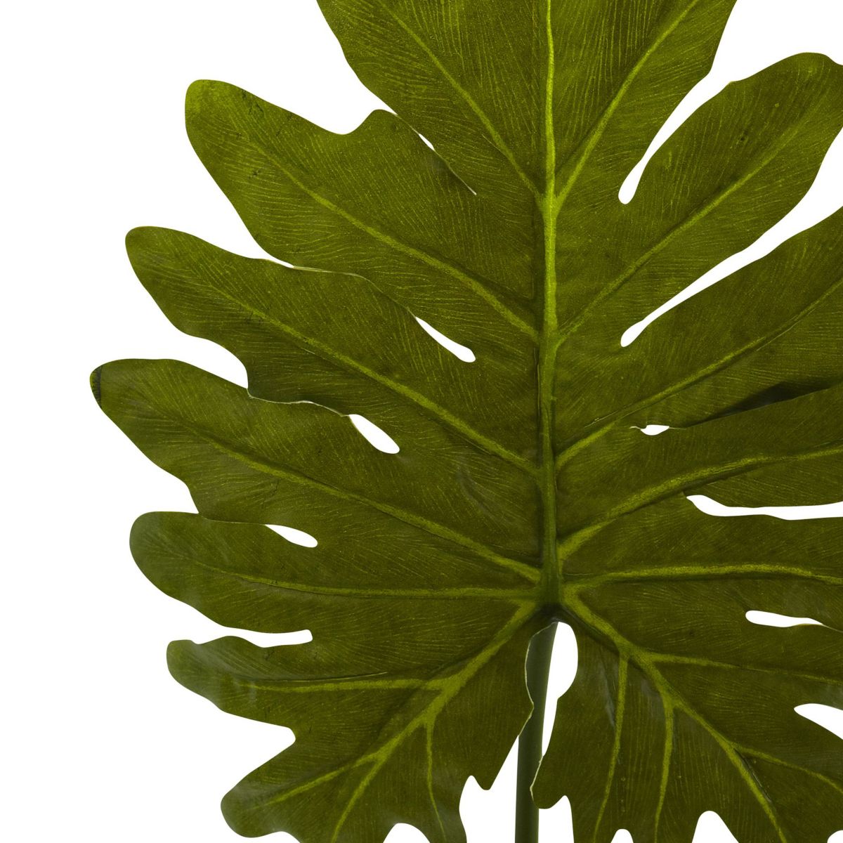 Selloum Philo Single Leaf Stem (Set of 12)