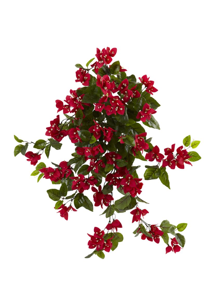 Bougainvillea Hanging Bush Plant Indoor/Outdoor - Set of 2