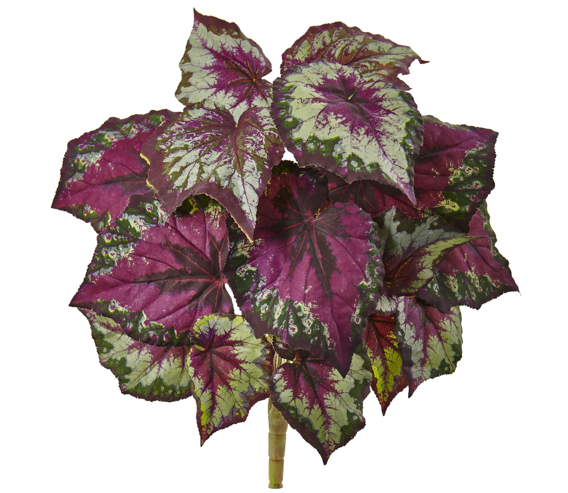 Wax Begonia Bush (Set of 6)