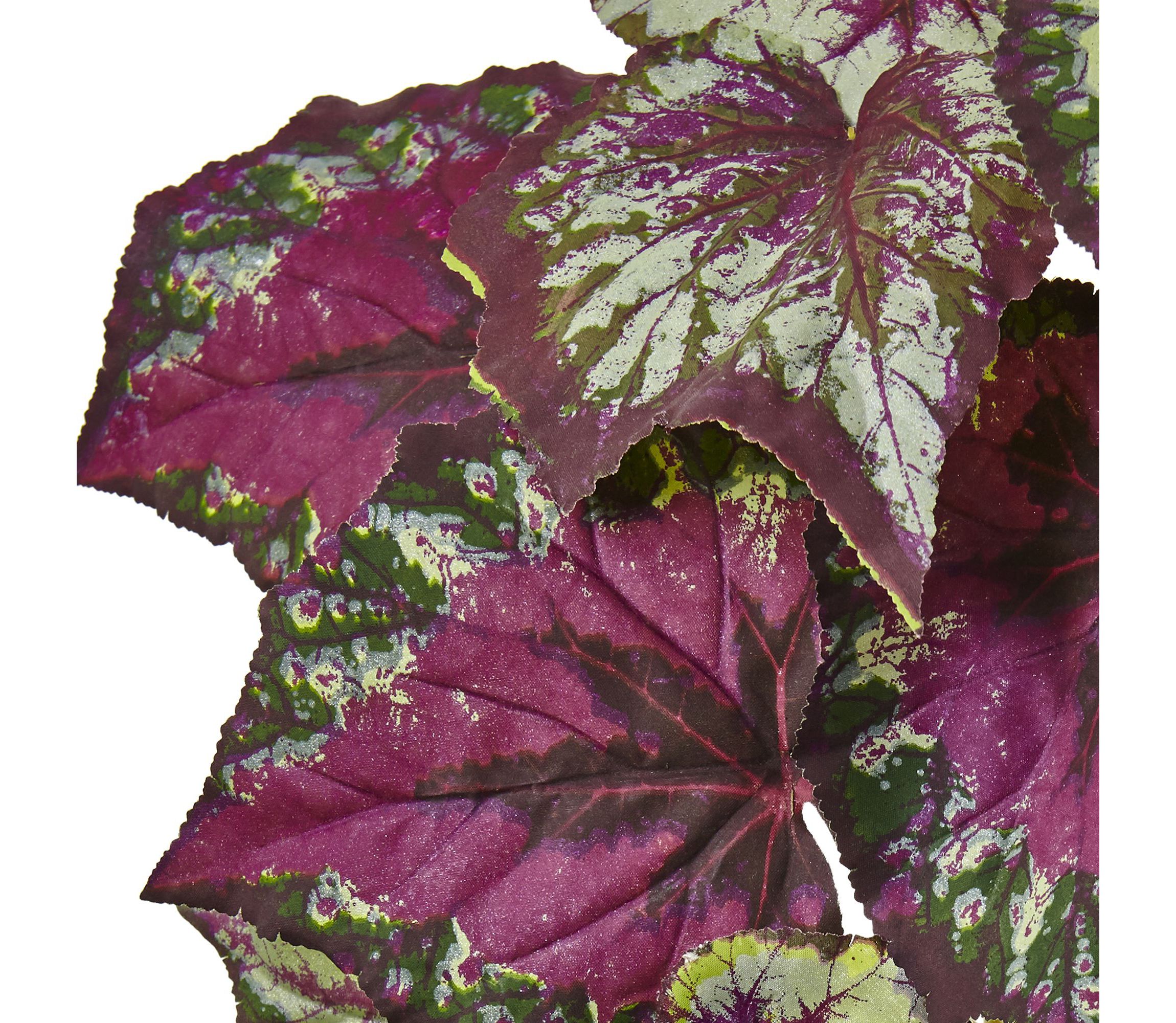 Wax Begonia Bush (Set of 6)