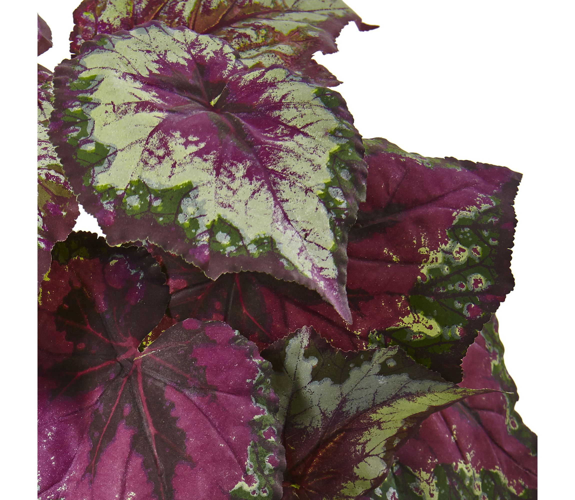 Wax Begonia Bush (Set of 6)