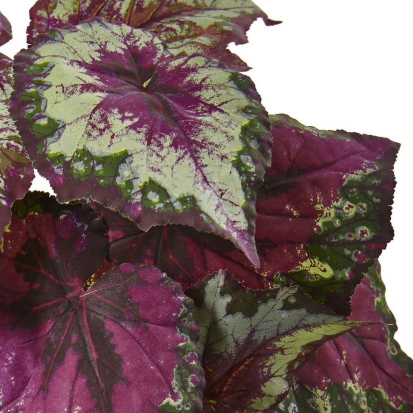Wax Begonia Bush (Set of 6)