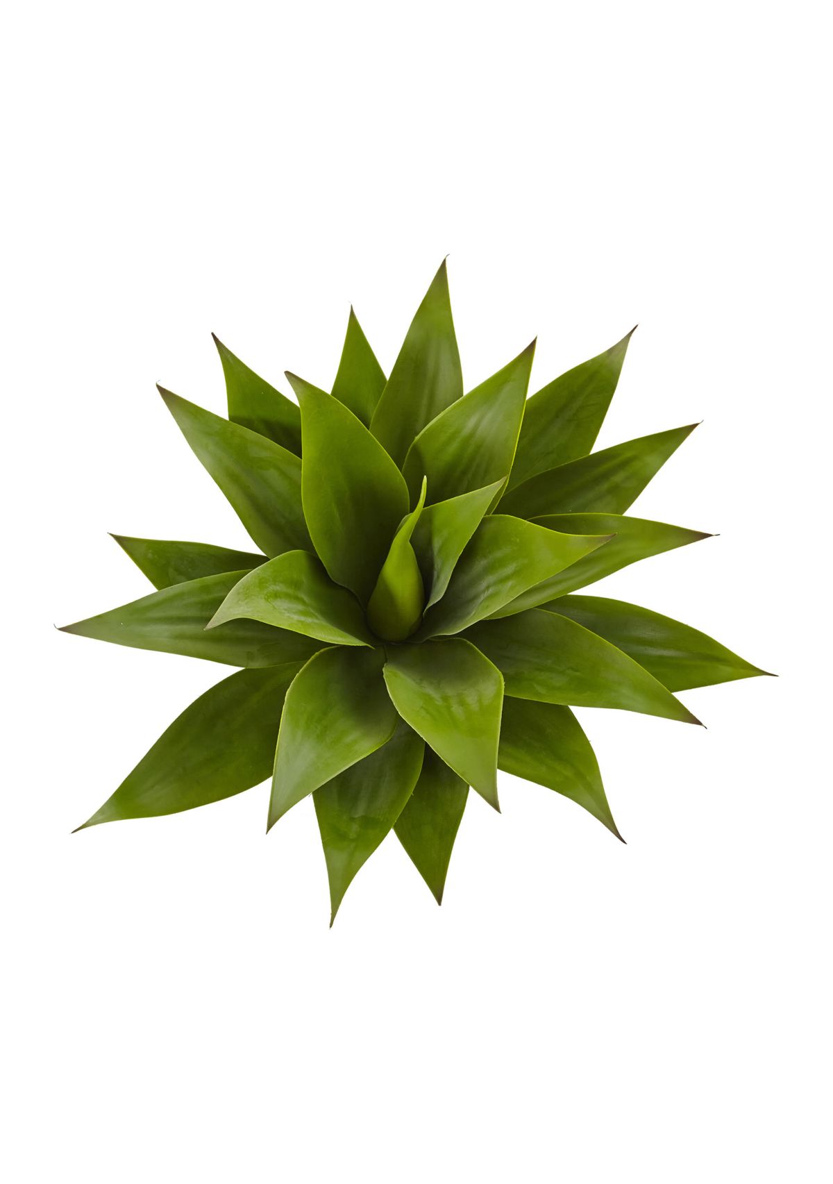 Agave Plant with Stem