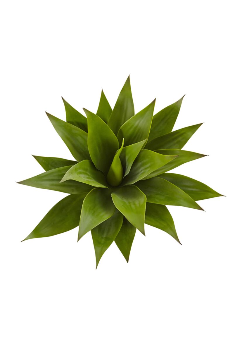 Agave Plant with Stem