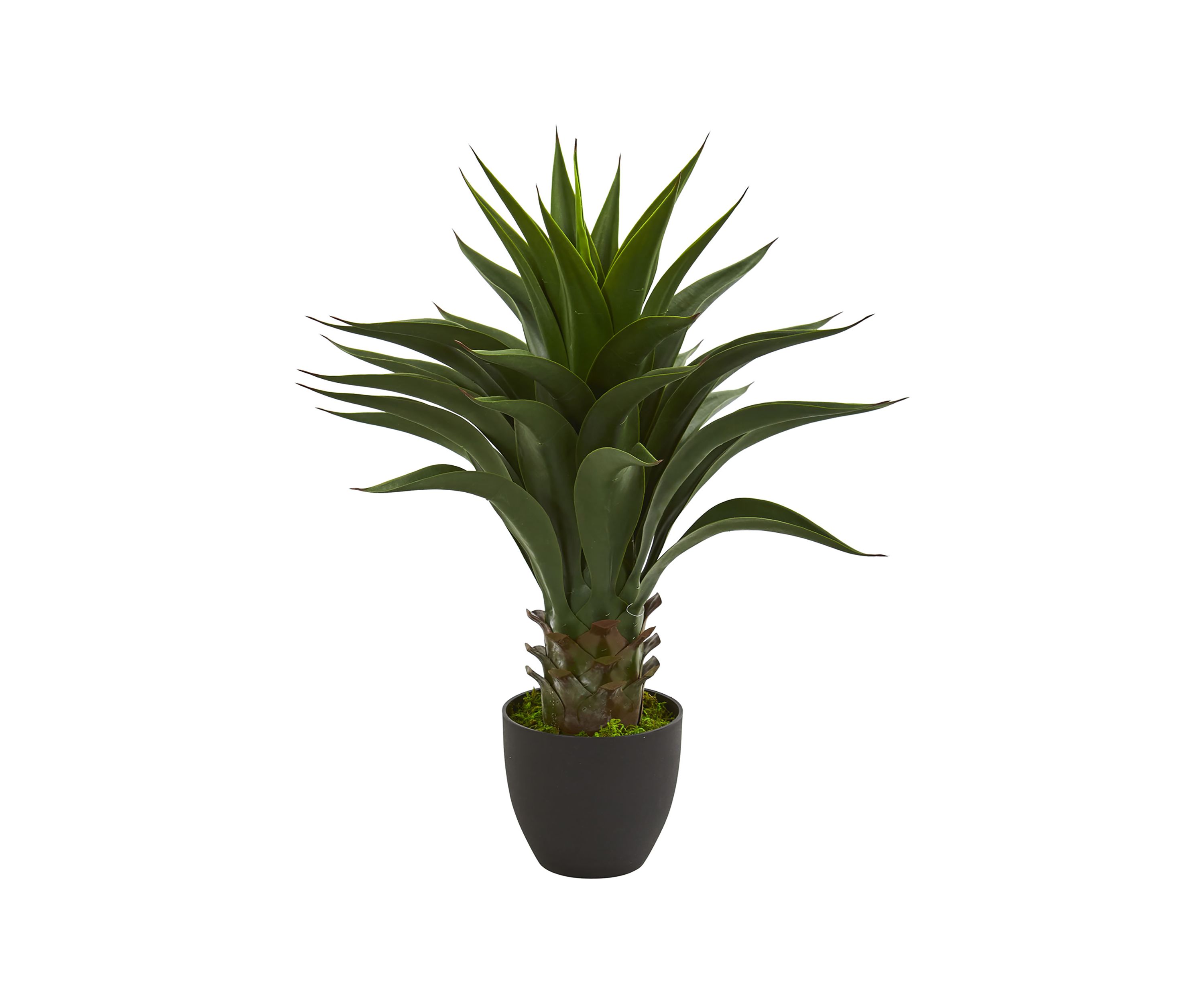 Agave Plant