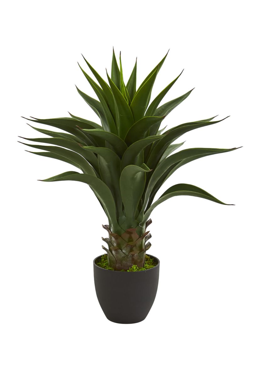 Agave Plant