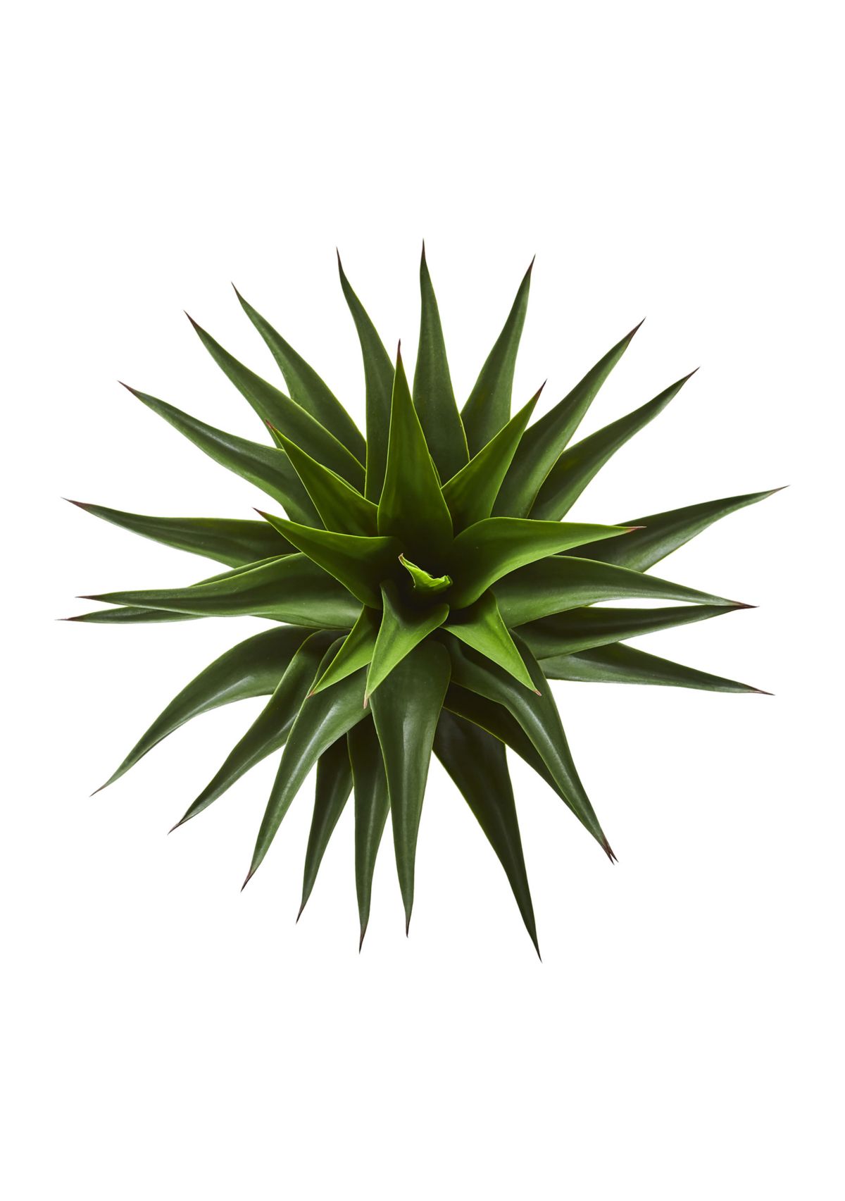 Agave Plant