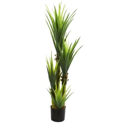 4.5-Foot Dracaena Plant