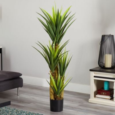 4.5-Foot Dracaena Plant