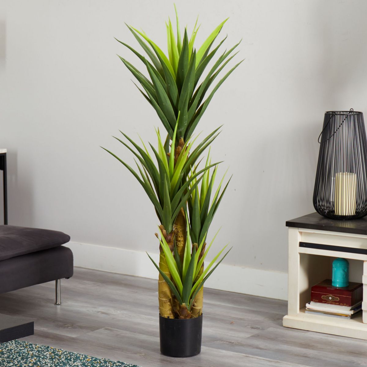 4.5-Foot Dracaena Plant