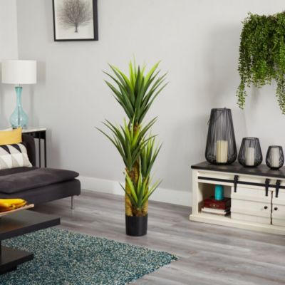 4.5-Foot Dracaena Plant