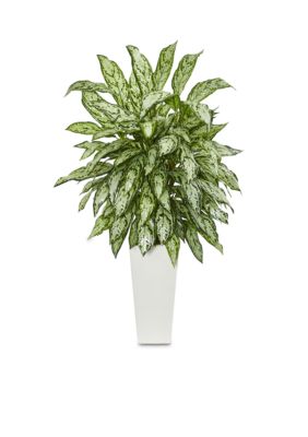 Nearly Natural Silver Queen Artificial Plant, Green