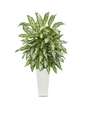 Silver Queen Artificial Plant