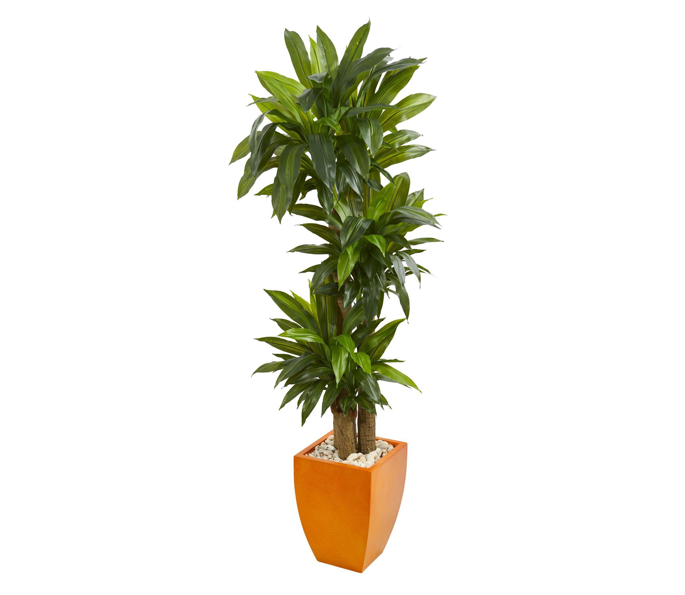 5.5-Foot Dracaena Plant in Orange Square Planter (Real Touch)