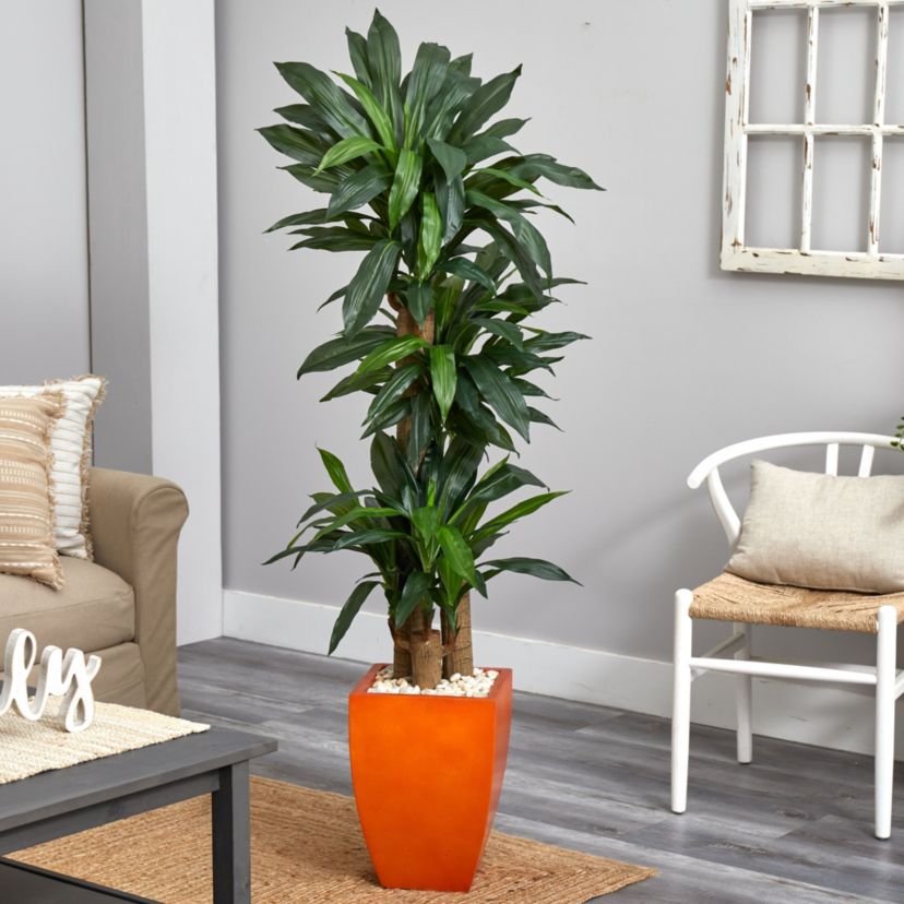 5.5-Foot Dracaena Plant in Orange Square Planter (Real Touch)