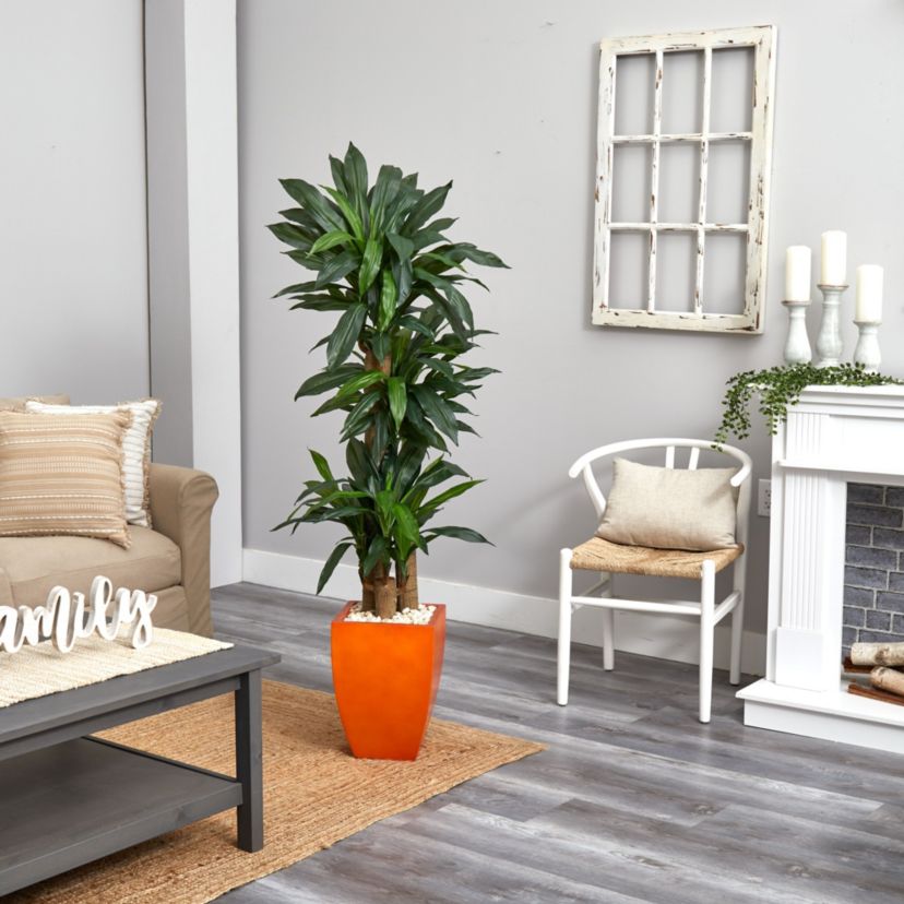 5.5-Foot Dracaena Plant in Orange Square Planter (Real Touch)