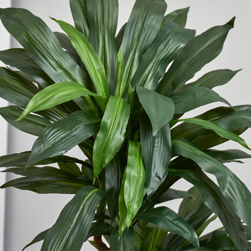 5.5-Foot Dracaena Plant in Orange Square Planter (Real Touch)
