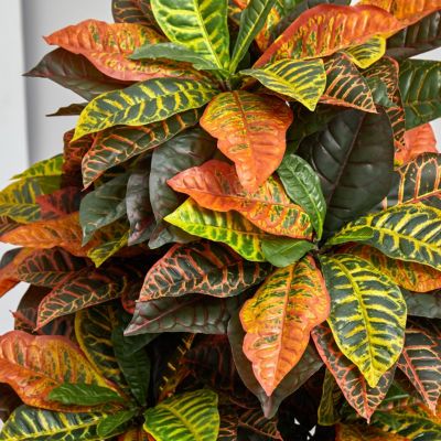 5.5-Foot Croton Artificial Plant in Decorative Planter (Real Touch)