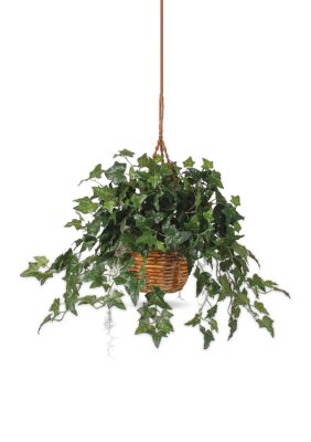 English Ivy Hanging Basket