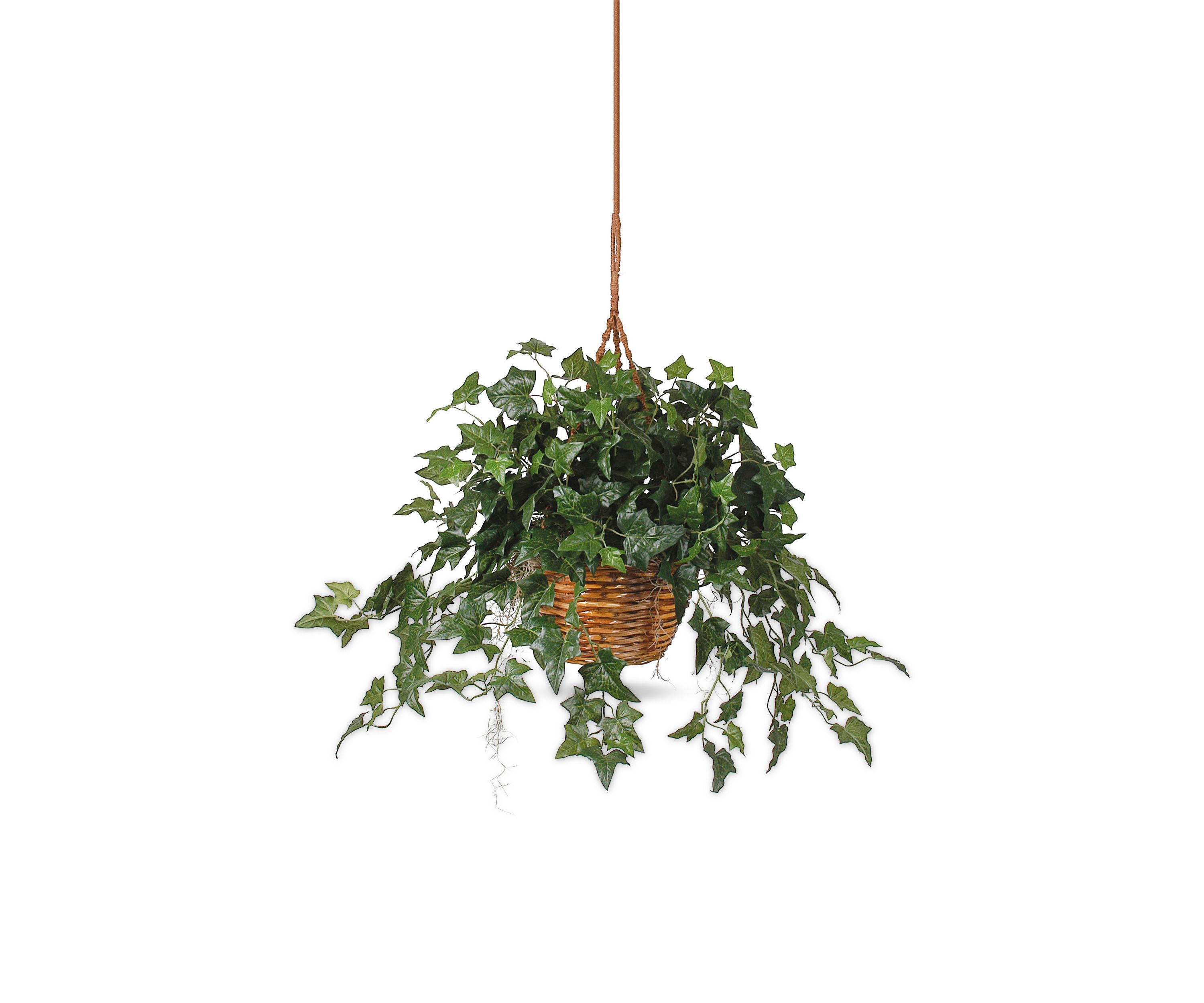 English Ivy Hanging Basket
