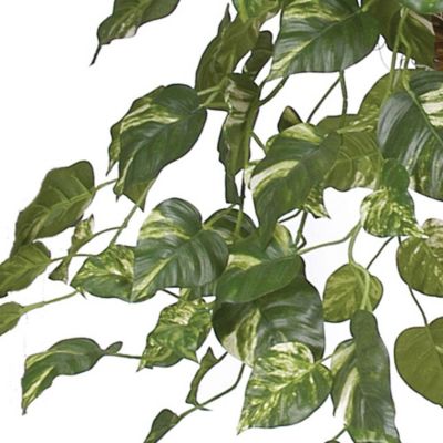 Pothos Hanging Basket Silk Plant