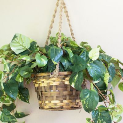 Pothos Hanging Basket Silk Plant