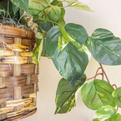 Pothos Hanging Basket Silk Plant