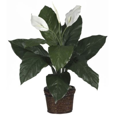Spathiphyllum with Wicker Silk Plant