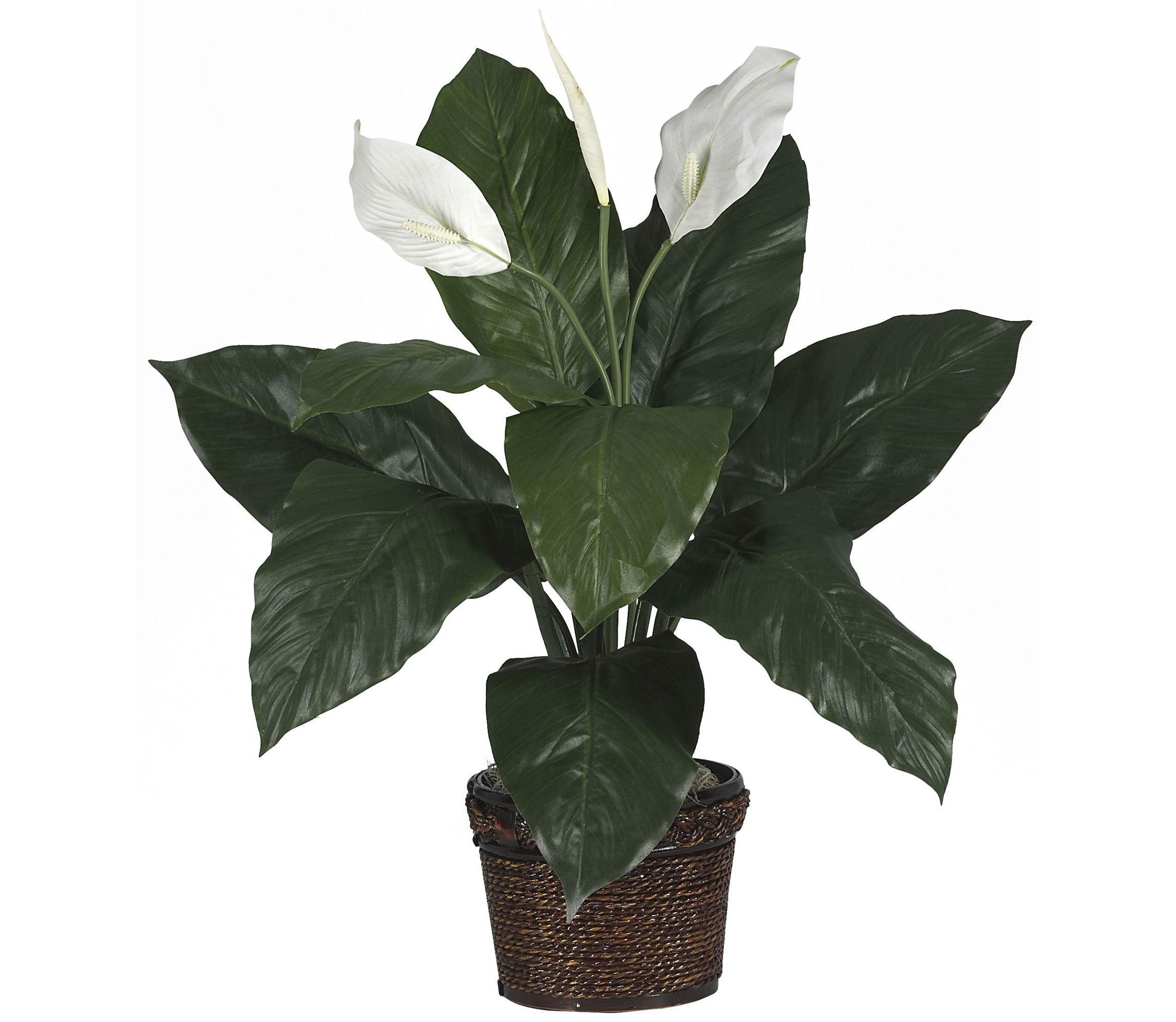 Spathiphyllum with Wicker Silk Plant