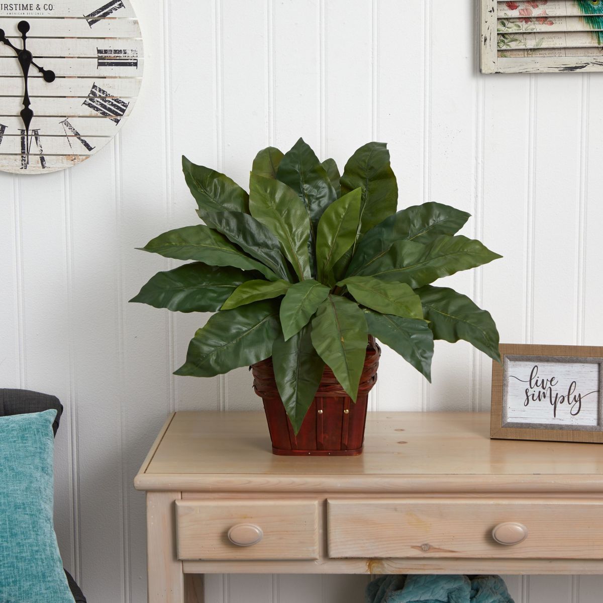 Birds Nest Fern with Wicker Basket