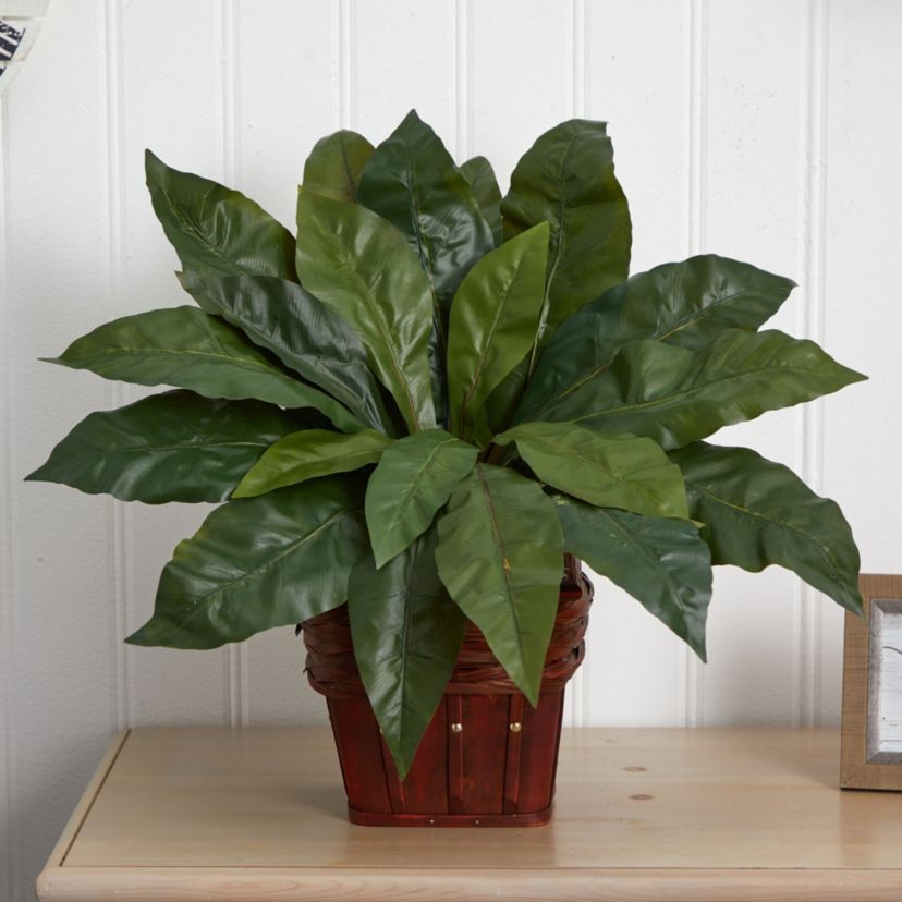 Birds Nest Fern with Wicker Basket