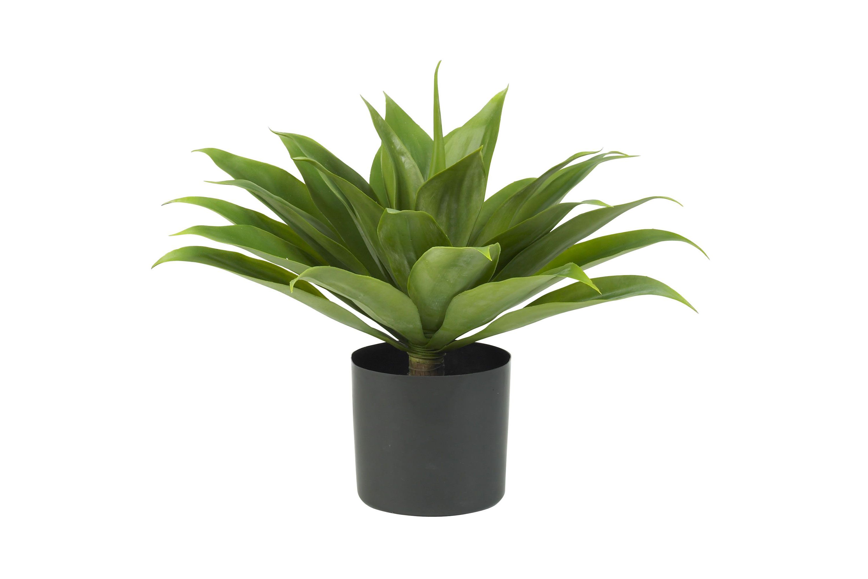 Agave Silk Plant