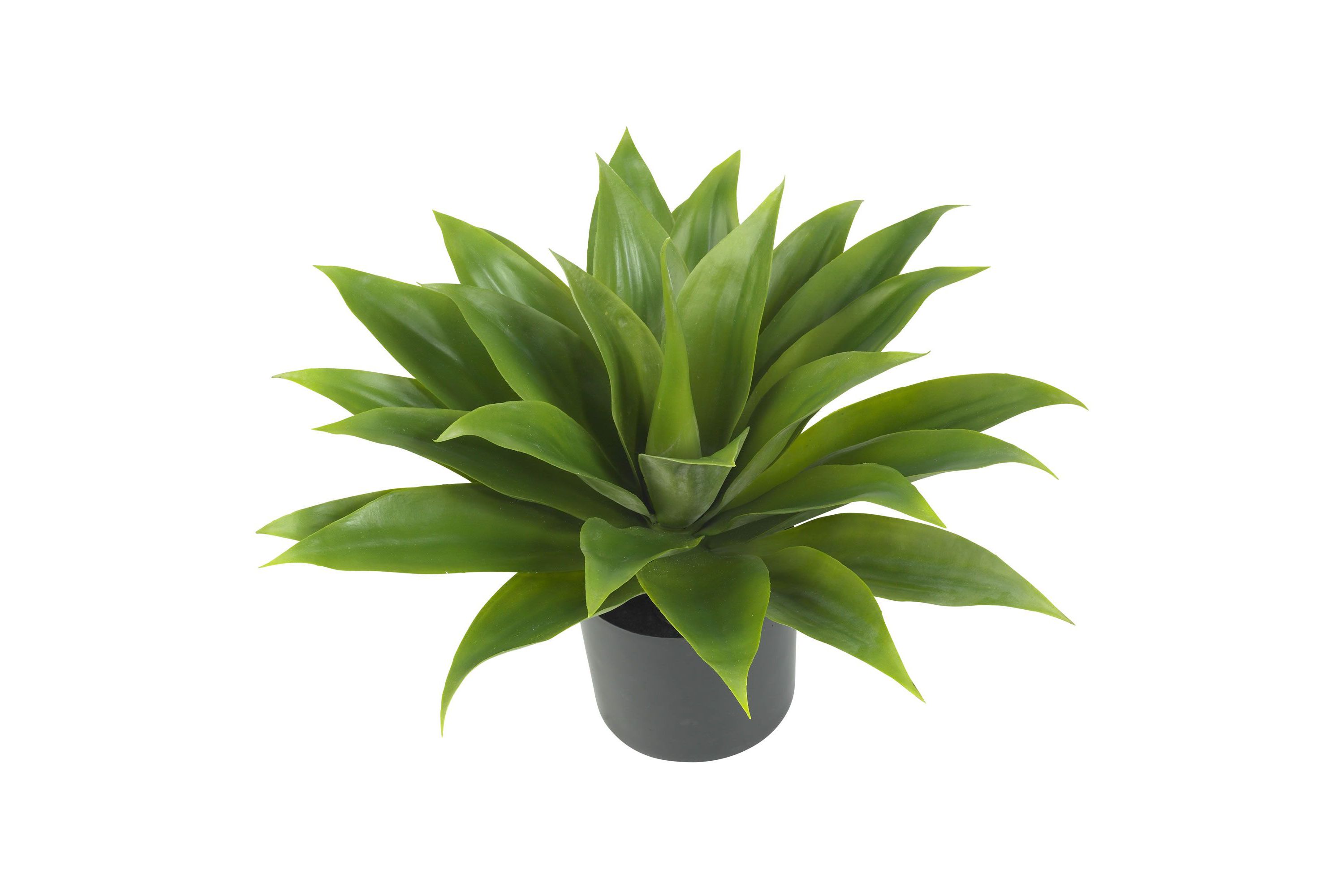 Agave Silk Plant