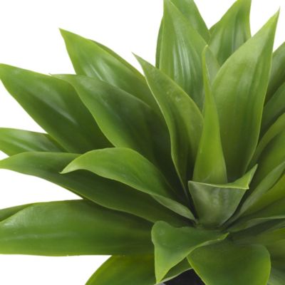 Agave Silk Plant