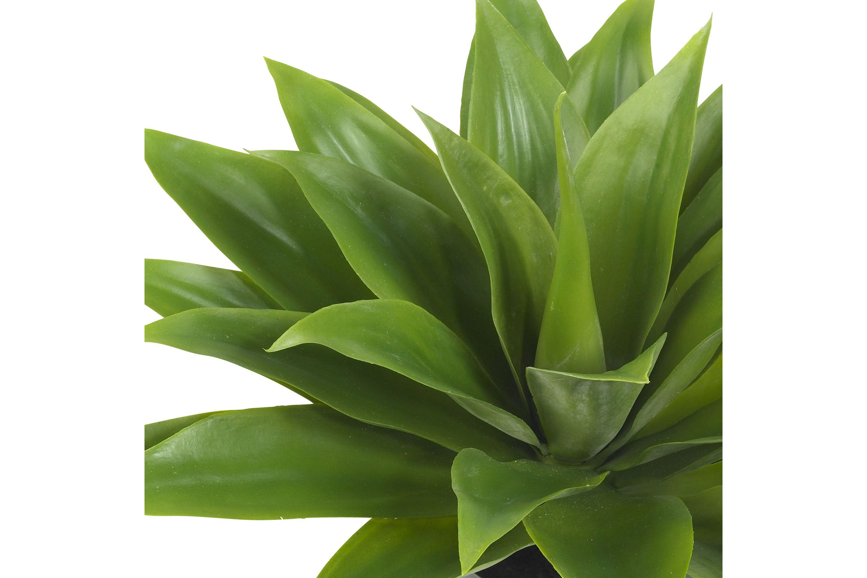 Agave Silk Plant