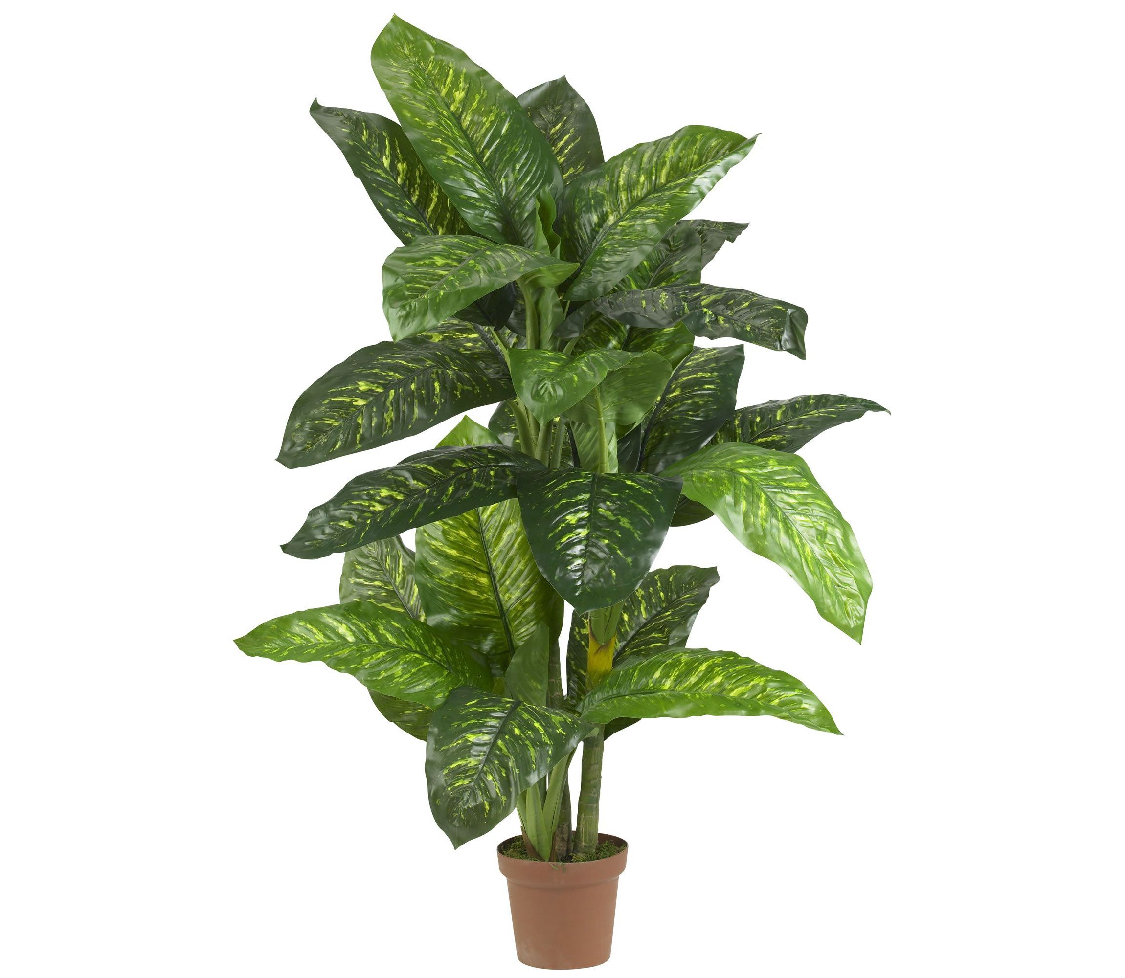 5 Dieffenbachia Silk Plant (Real Touch)