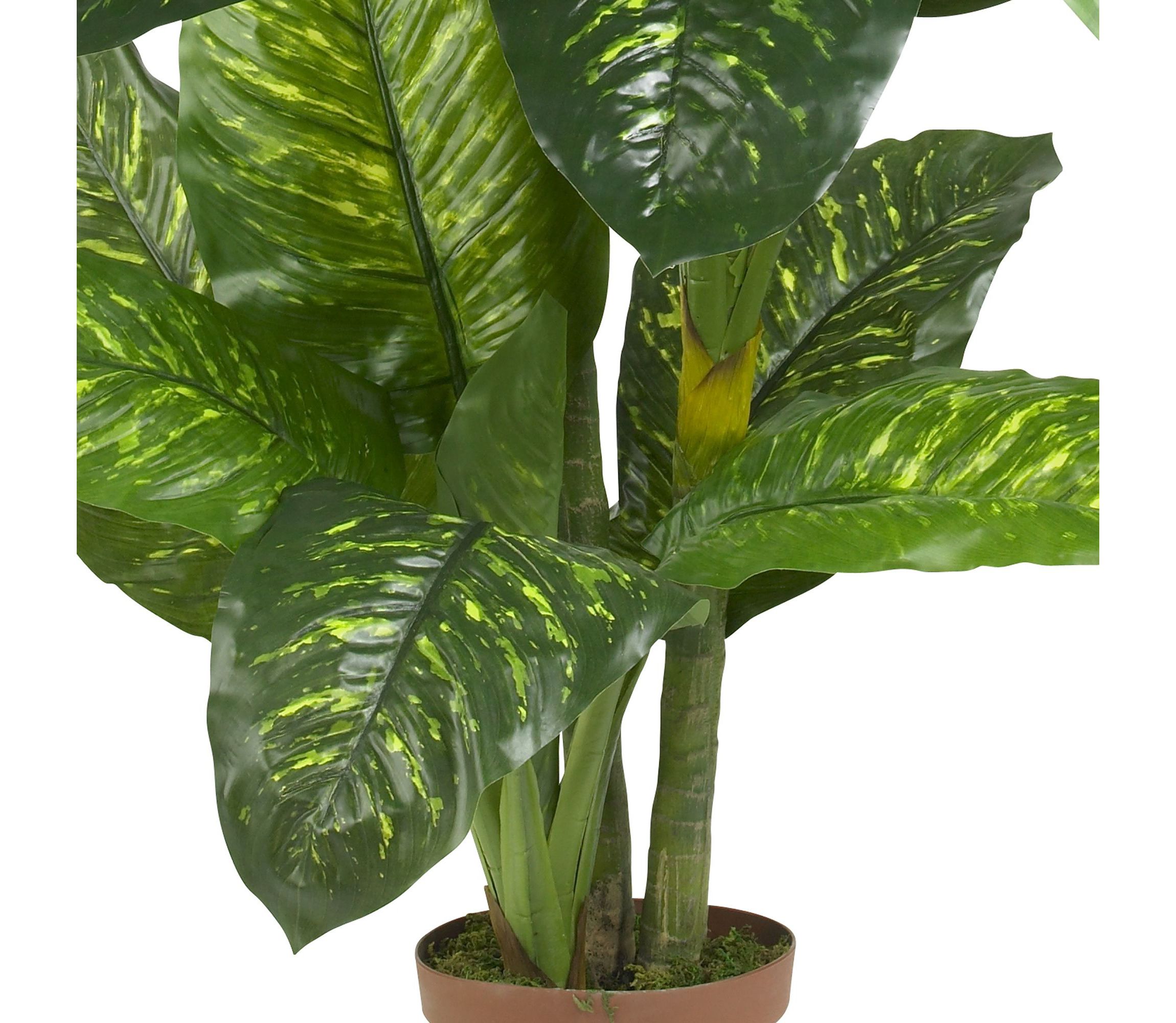 5 Dieffenbachia Silk Plant (Real Touch)
