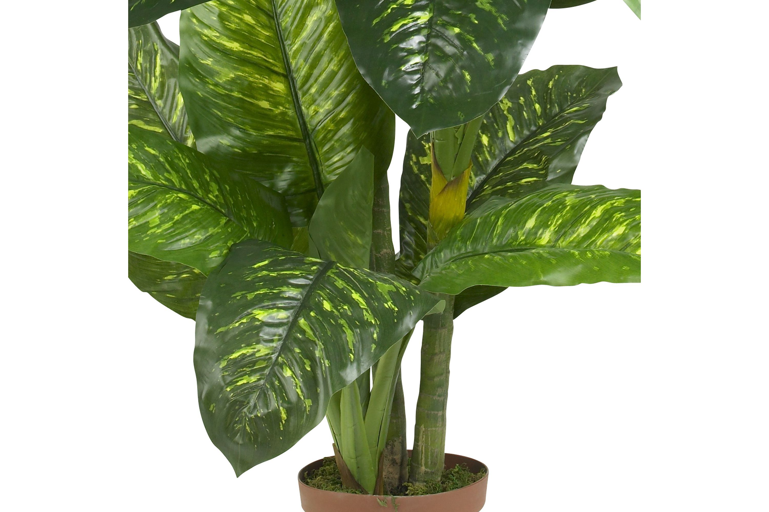 5 Dieffenbachia Silk Plant (Real Touch)