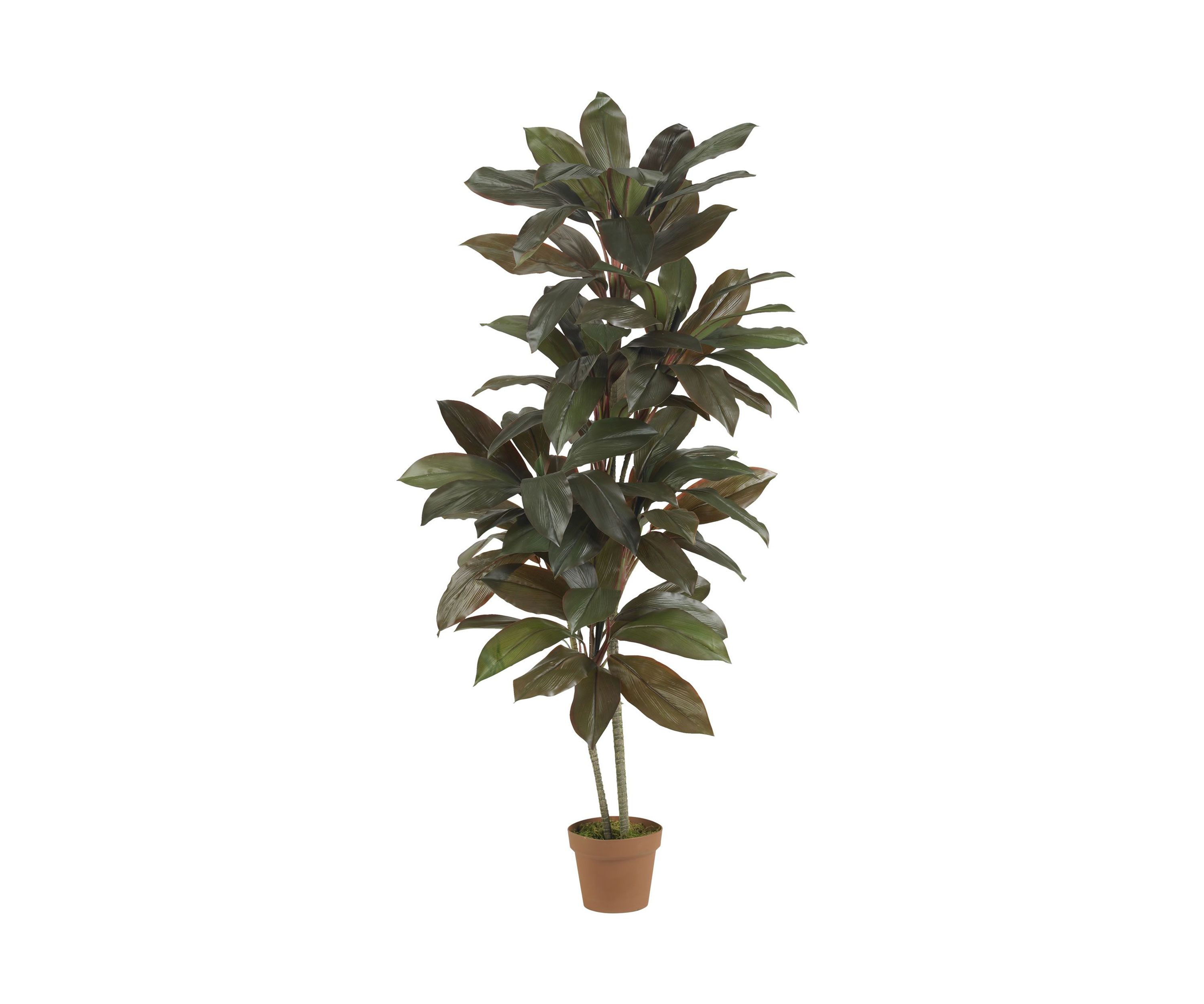 5 Cordyline Real Touch Silk Plant 