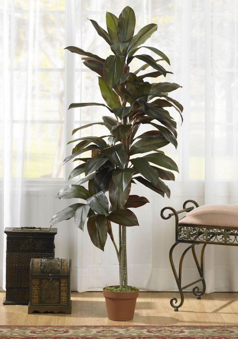 5 Cordyline Real Touch Silk Plant 