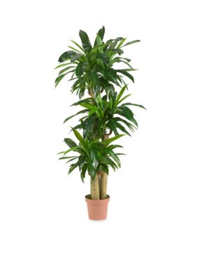 Corn Stalk Dracaena Silk Plant