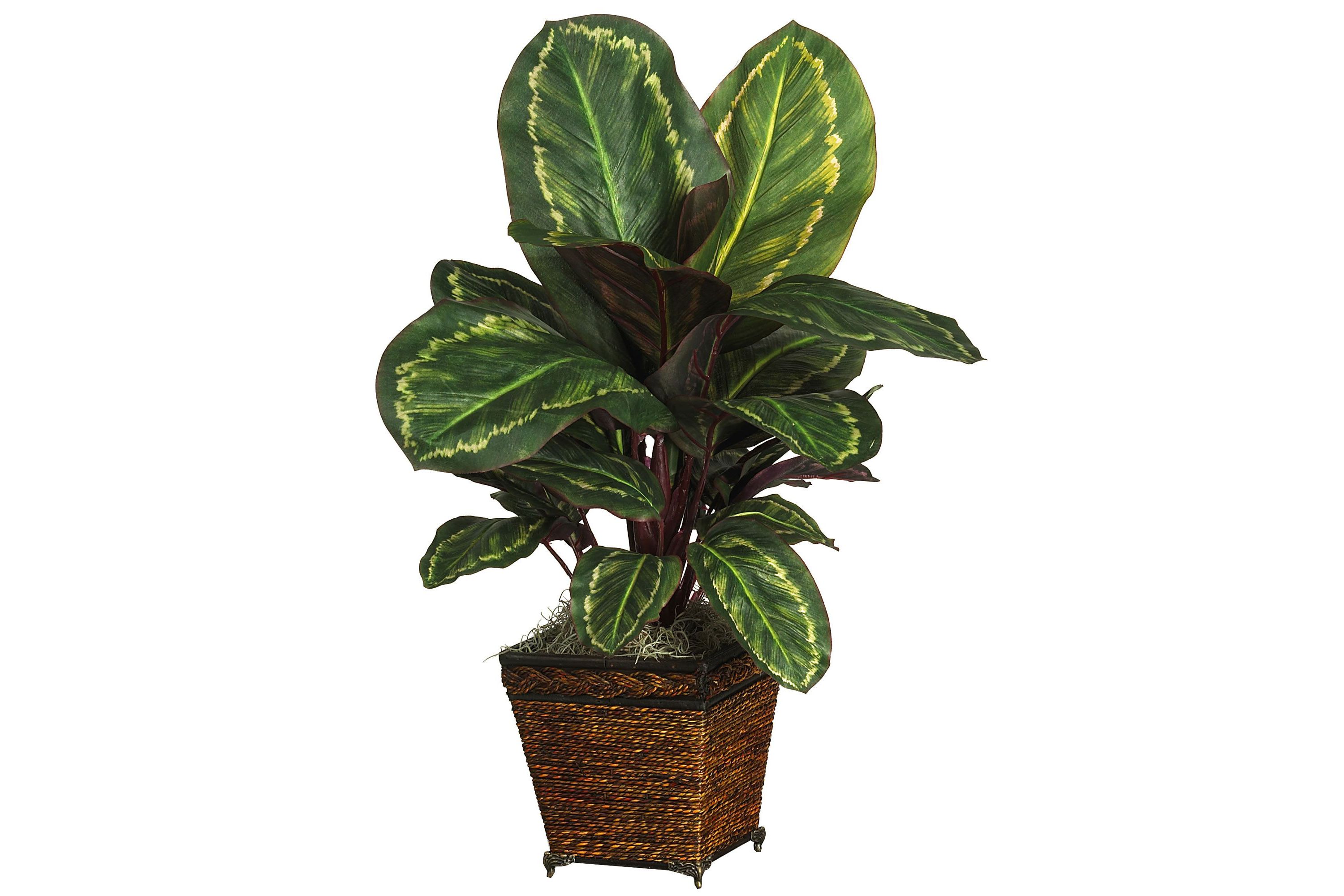 Maranta with Basket Silk Plant