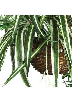 Spider Hanging Basket Silk Plant