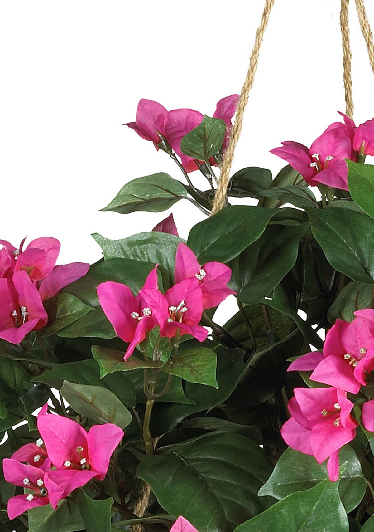 Bougainvillea Hanging Basket Silk Plant