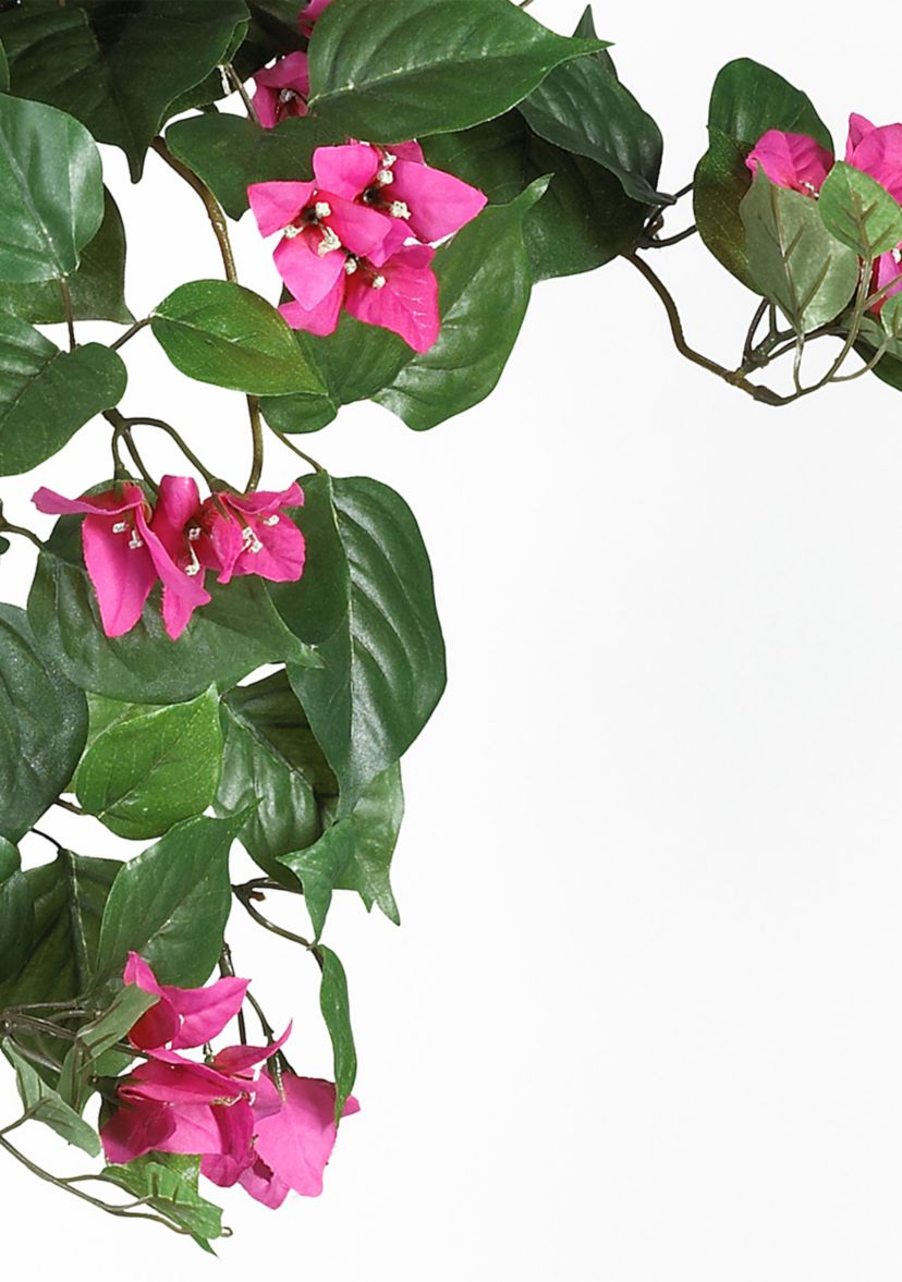 Bougainvillea Hanging Basket Silk Plant