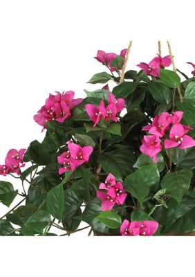 Bougainvillea Hanging Basket Silk Plant